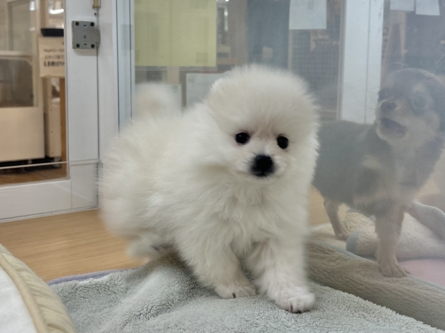 ポメラニアン
