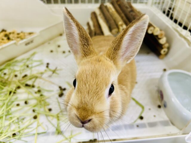 ネザーランドドワーフ