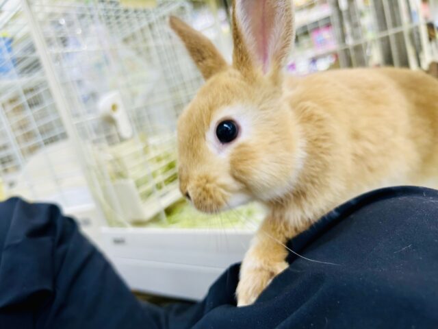 ネザーランドドワーフ