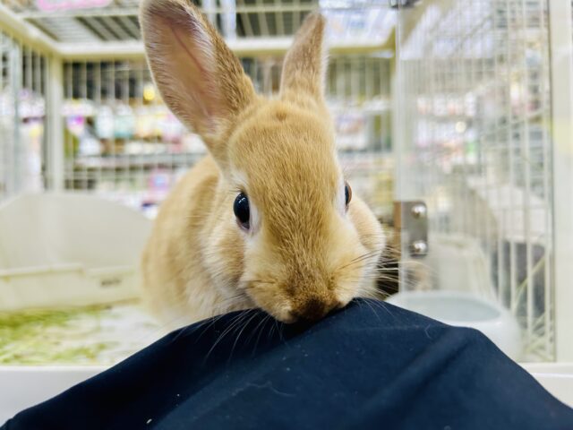 ネザーランドドワーフ