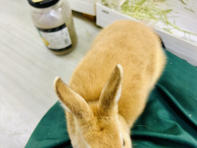 ネザーランドドワーフ