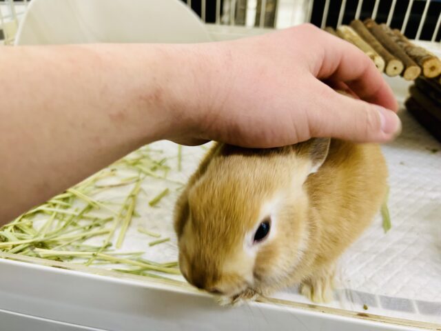 ネザーランドドワーフ