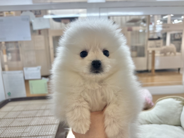 ポメラニアン