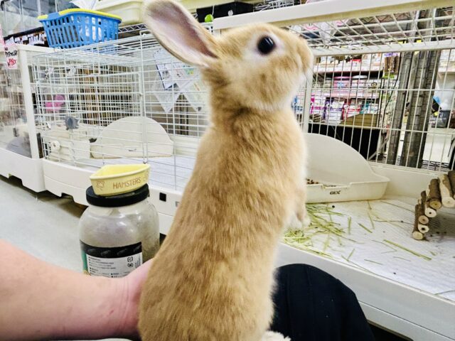 ネザーランドドワーフ