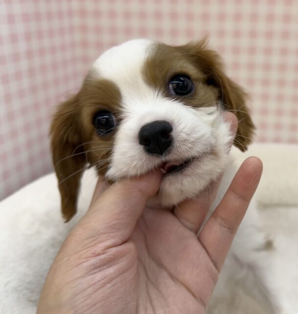 キャバリア・キングチャールズ・スパニエル