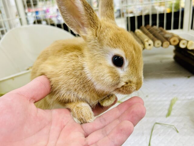 ネザーランドドワーフ