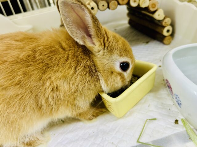 ネザーランドドワーフ