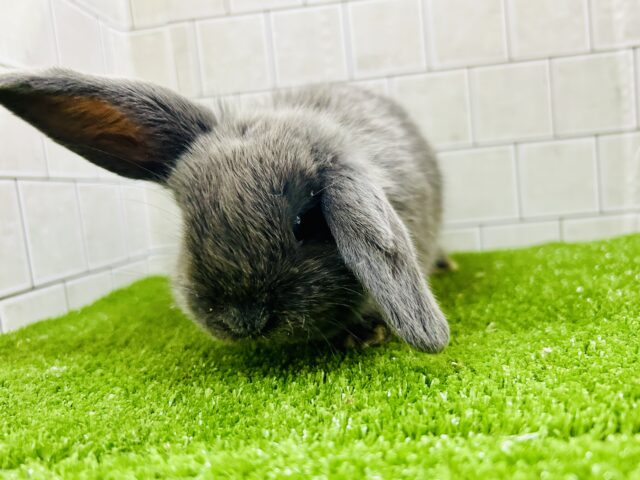 ロップイヤーラビット