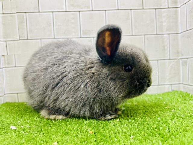 ロップイヤーラビット