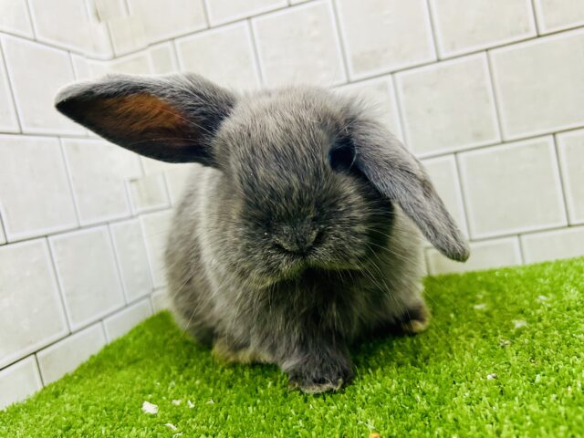 ロップイヤーラビット