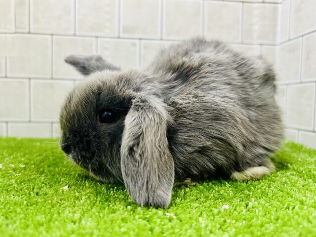 ロップイヤーラビット