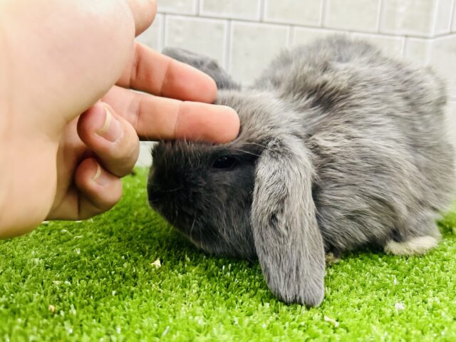 ロップイヤーラビット