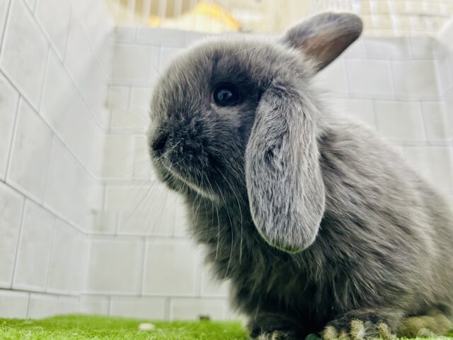ロップイヤーラビット