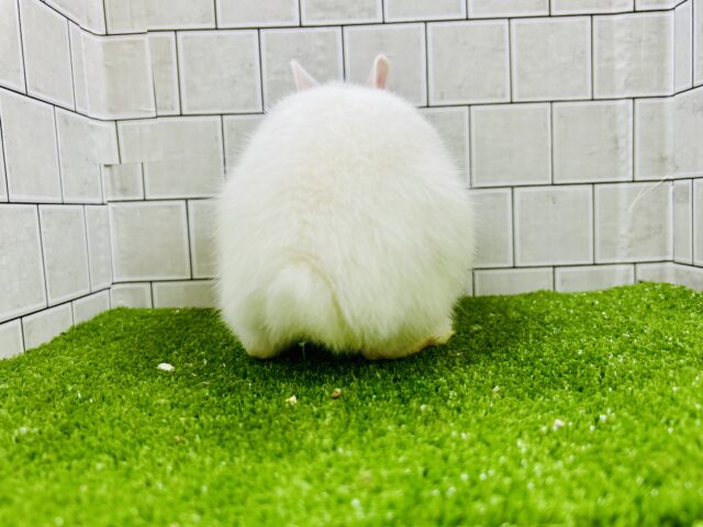 ライオンラビット