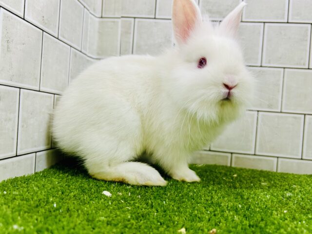 ライオンラビット