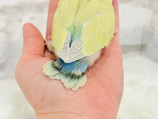 コザクラインコ（小桜インコ）