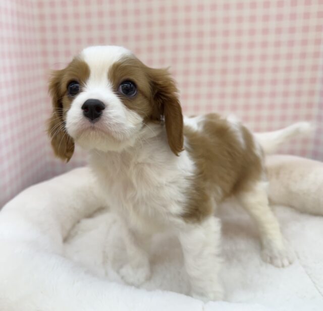 キャバリア・キングチャールズ・スパニエル