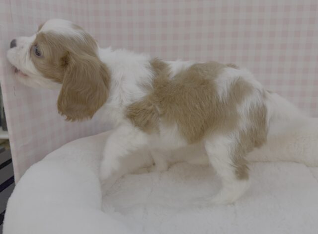 キャバリア・キングチャールズ・スパニエル