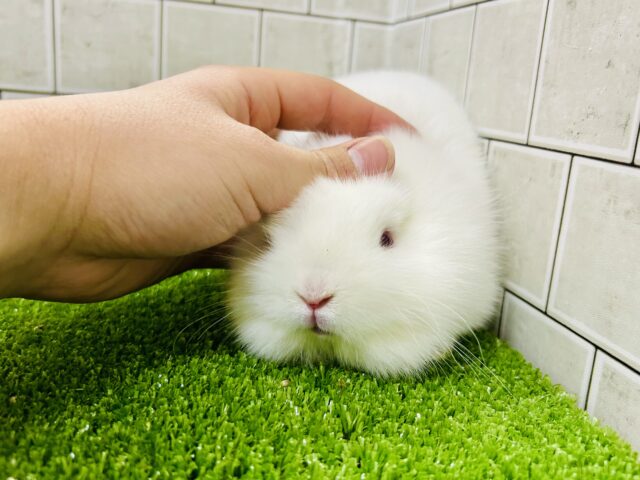 ライオンラビット