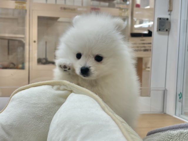 ポメラニアン
