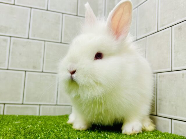 ライオンラビット