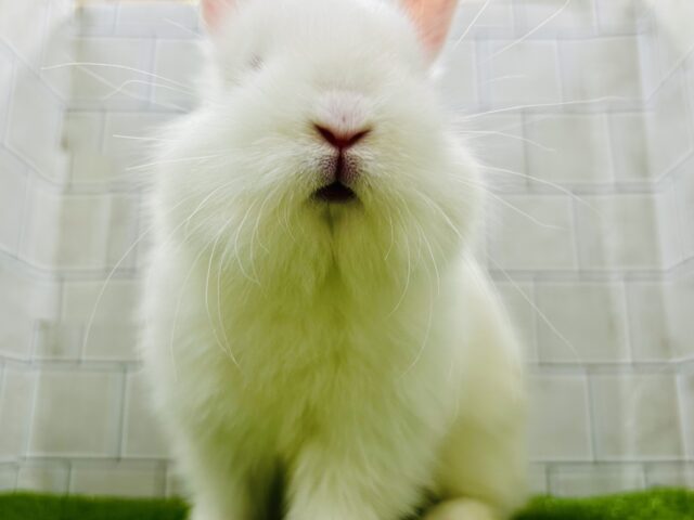 ライオンラビット