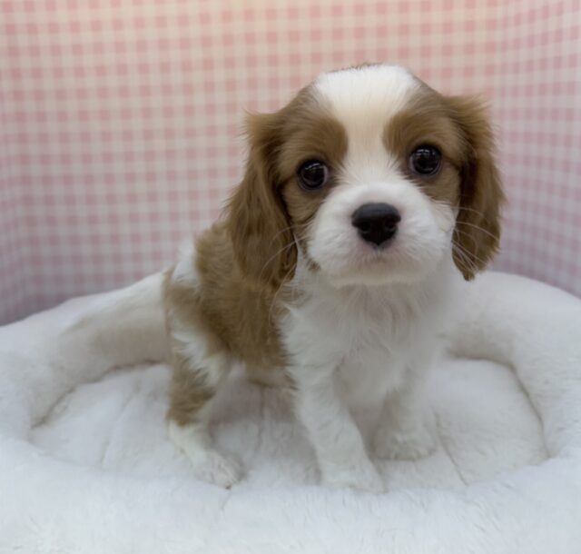 キャバリア・キングチャールズ・スパニエル