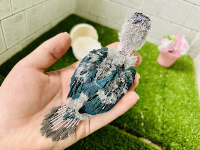 ホオミドリウロコインコ