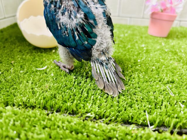 ホオミドリウロコインコ