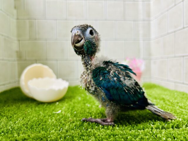 ホオミドリウロコインコ