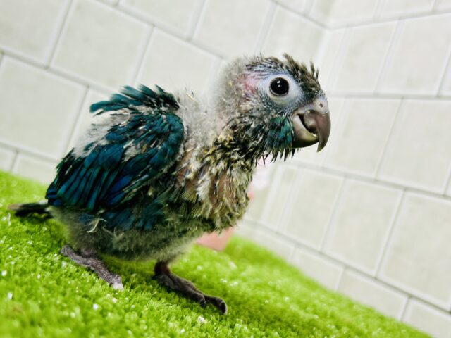 こ・このカラーは・・・・　ウロコインコ