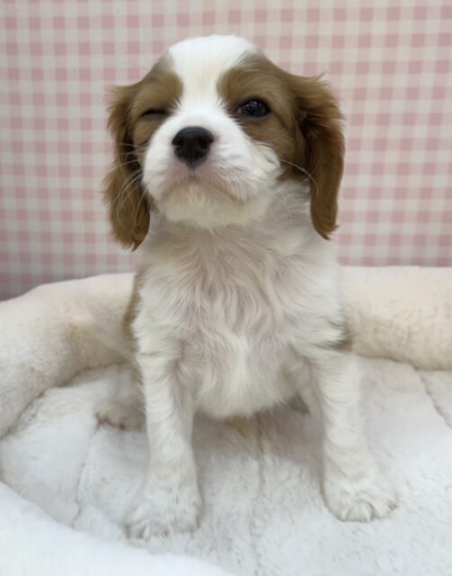 キャバリア・キングチャールズ・スパニエル