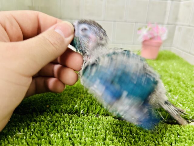 ホオミドリウロコインコ
