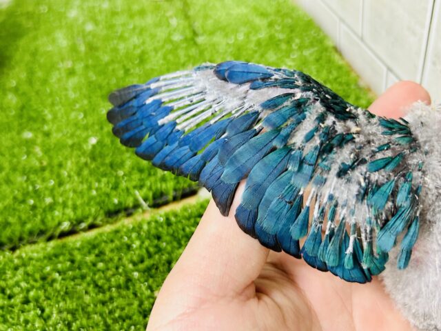 ホオミドリウロコインコ