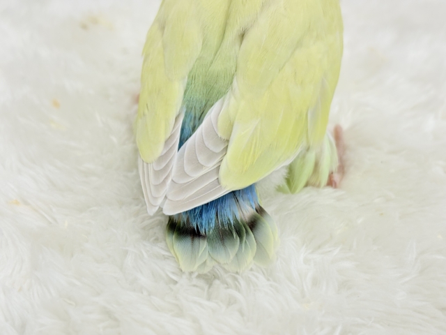 コザクラインコ（小桜インコ）