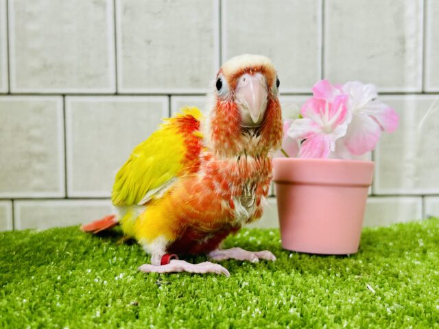 ホオミドリウロコインコ