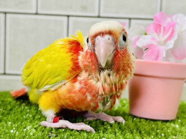 サンライトイエロー！！　ウロコインコ