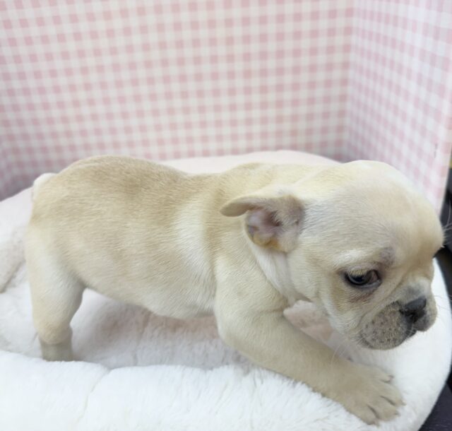 フレンチブルドッグ