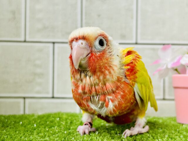 ホオミドリウロコインコ