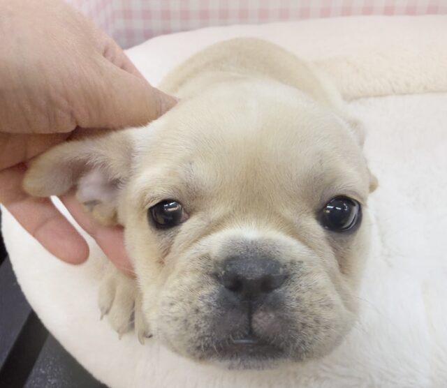 フレンチブルドッグ