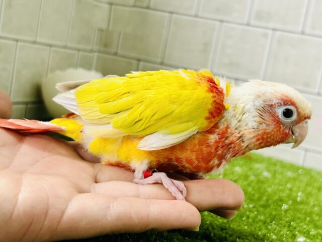 ホオミドリウロコインコ