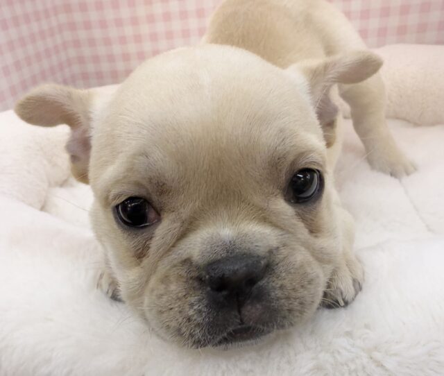 フレンチブルドッグ