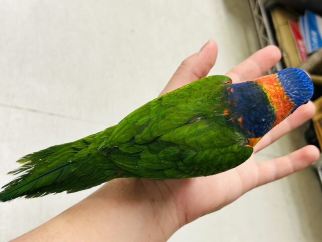 ゴシキセイガイインコ