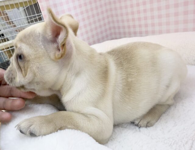 フレンチブルドッグ