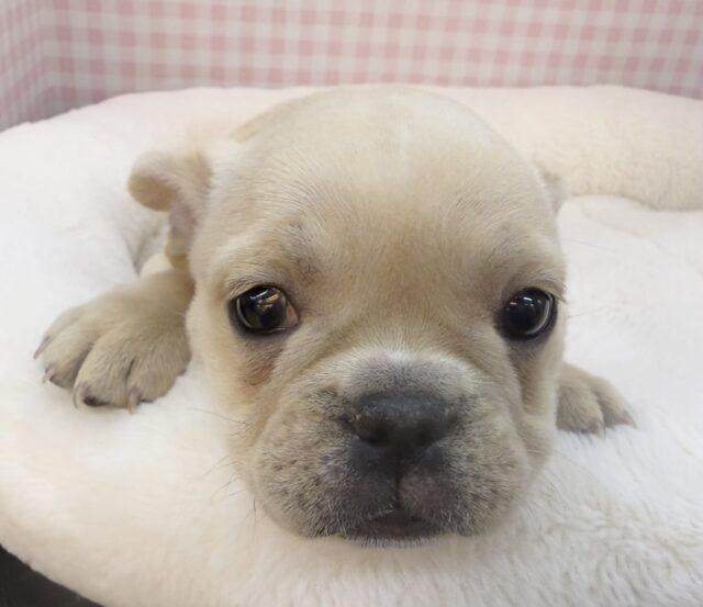 フレンチブルドッグ