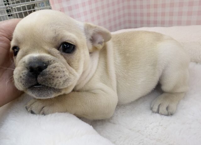 フレンチブルドッグ