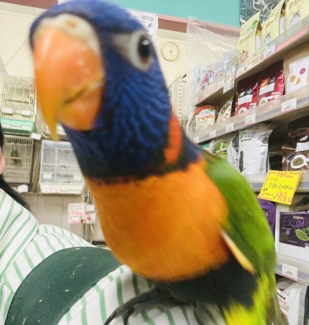 ゴシキセイガイインコ