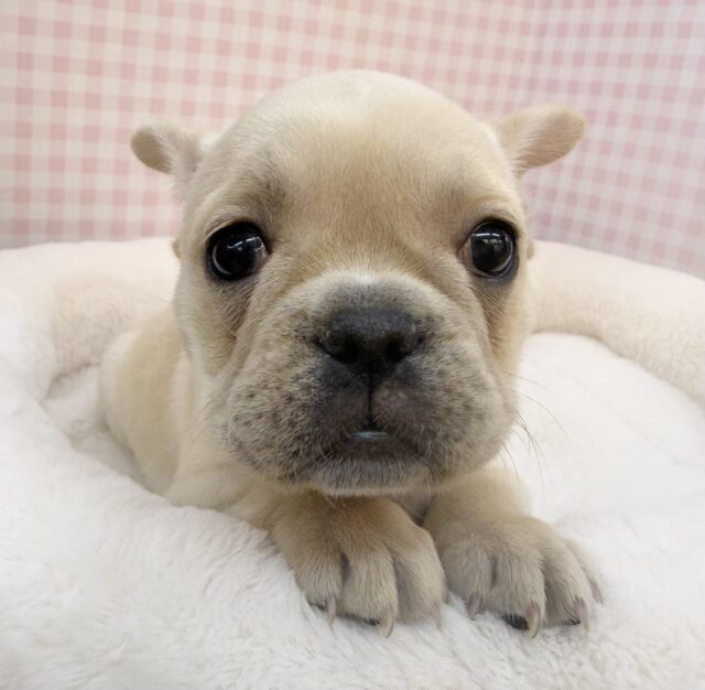 フレンチブルドッグ