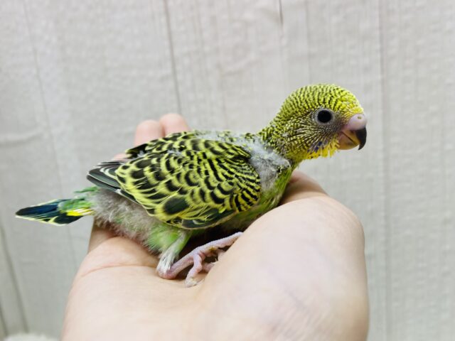 セキセイインコ