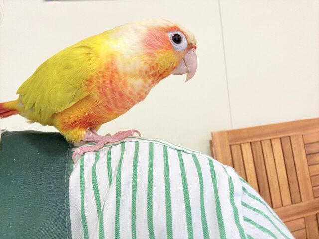 ホオミドリウロコインコ